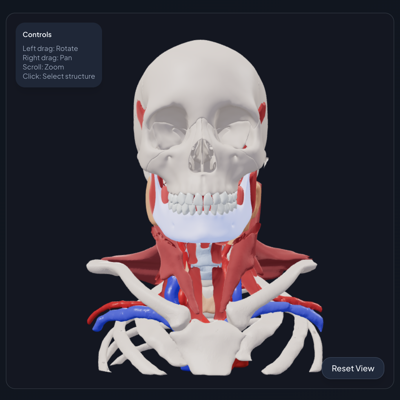 StudyDent interactive 3D head and neck anatomy atlas for UK BDS students with selectable anatomical structures and clinical annotations